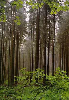Баварский лес