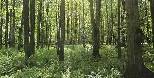 Беловежский лес